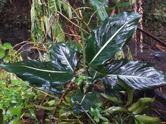 Dieffenbachia