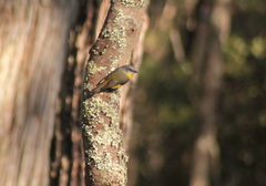 Eopsaltria australis australis