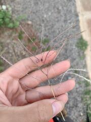 Dichanthium annulatum annulatum