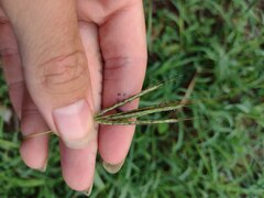Bothriochloa pertusa