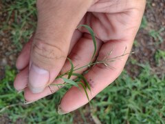 Eragrostis barrelieri