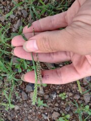 Tragus berteronianus