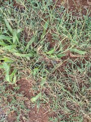 Urochloa plantaginea