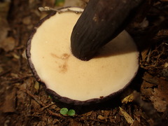 Tylopilus formosus