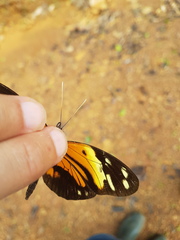 Heliconius numata
