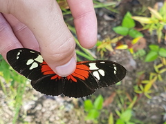 Heliconius burneyi