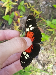 Heliconius burneyi