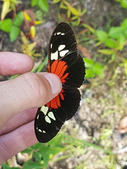 Heliconius burneyi