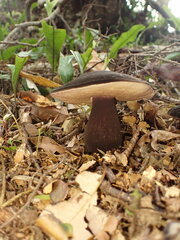 Tylopilus formosus