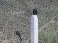 Crotophaga sulcirostris