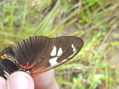 Heliconius burneyi
