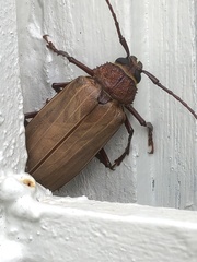 Agrianome spinicollis