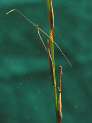 Carex subviridis
