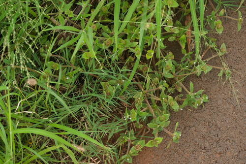 Richardia scabra observed 2022-12-30
