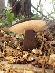 Tylopilus formosus