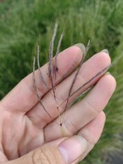 Dichanthium annulatum annulatum