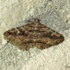 Zaleops umbrina