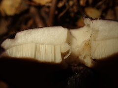Tylopilus formosus