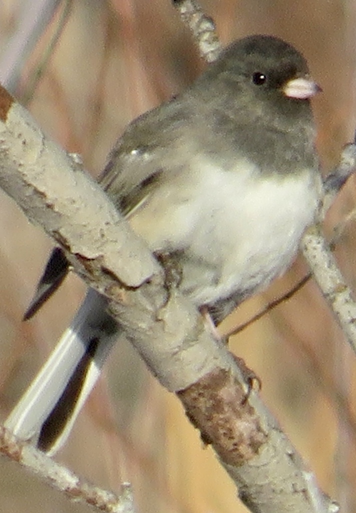 Darkeyed Junco from Clearview Ridge, Red Deer, AB, CA on January 3