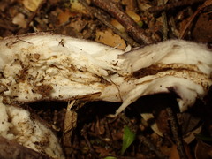 Tylopilus formosus