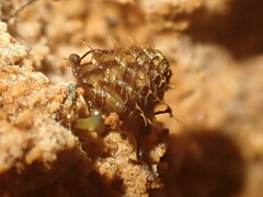 Aeschrodomus stipulata