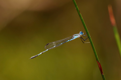 Austrolestes minjerriba