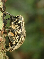 Rhynchodes ursus