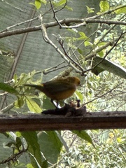 Tangara icterocephala