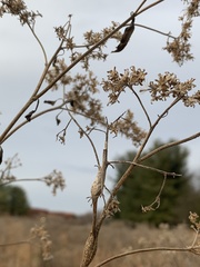 Neolasioptera perfoliata