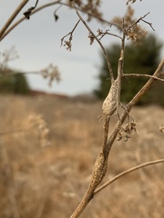 Neolasioptera perfoliata