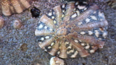 Cellana ornata