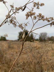 Neolasioptera perfoliata