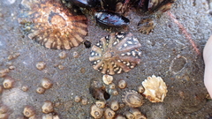 Cellana ornata