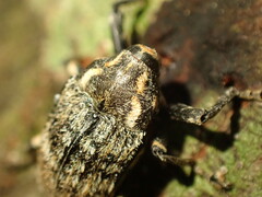Rhynchodes ursus