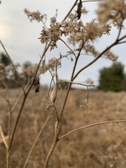 Neolasioptera perfoliata
