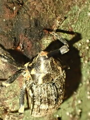 Rhynchodes ursus
