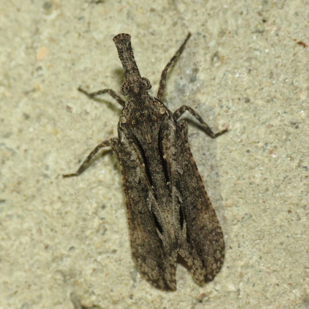 Amyclini