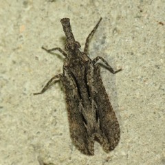 Scolopsella reticulata