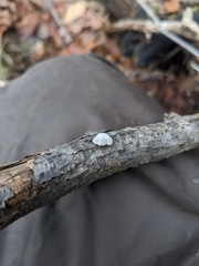 Schizophyllum commune