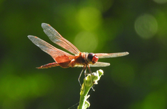 Tramea stenoloba