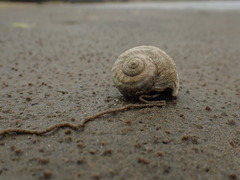 Amphibola crenata