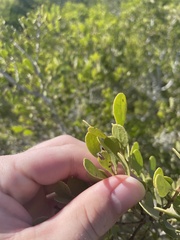 Maytenus phyllanthoides