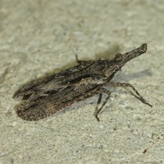 Scolopsella reticulata