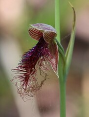 Calochilus gracillimus