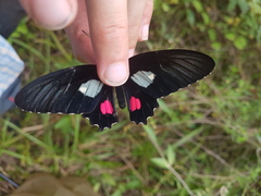 Parides erithalion