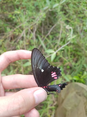 Parides erithalion