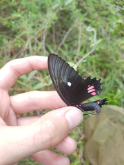 Parides erithalion