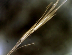Carex subviridis