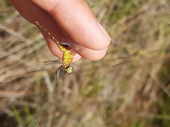 Erythrodiplax basalis