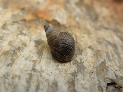 Austrolittorina cincta